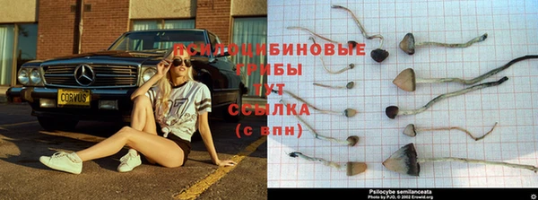 прущие крисы Абинск